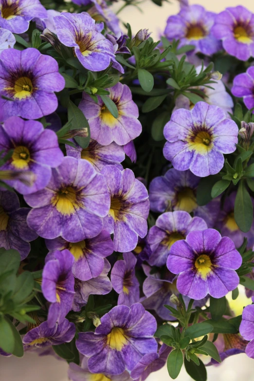 purple flowers are blooming around inside a vase