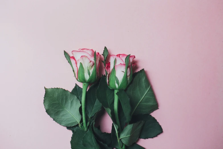 three pink roses and leaves on pink background