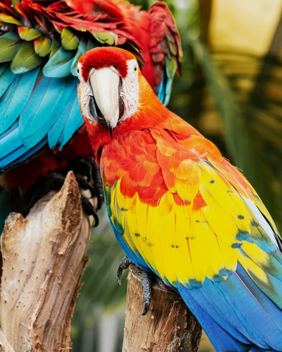 the brightly colored bird sits on the nch of the tree