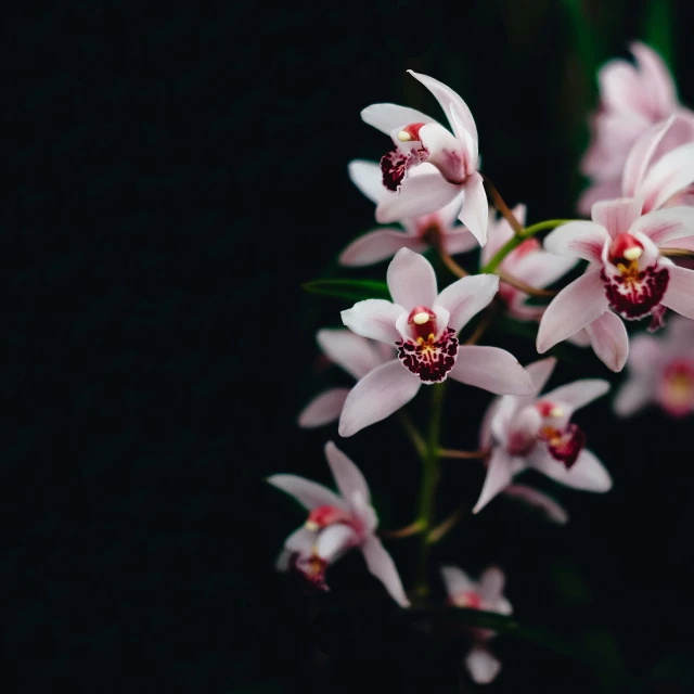 several pink flowers that are on top of each other