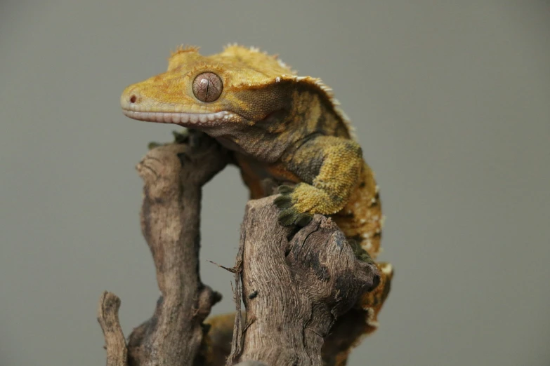 a gecko sitting on top of a tree nch