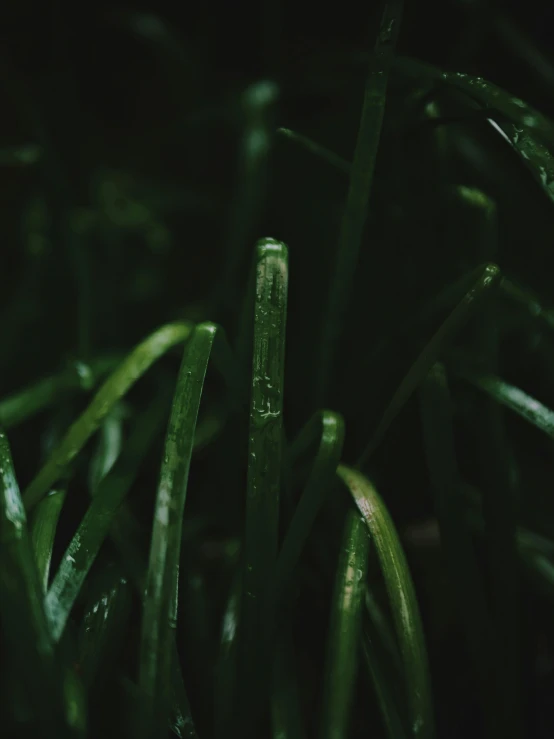 water drops falling from the tops of green plants