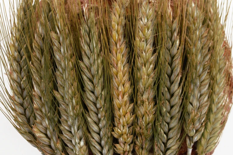 a bunch of wheat on a white background
