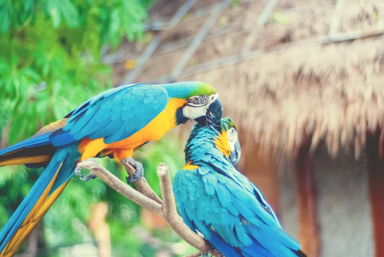 two colorful parrots perch on top of each other