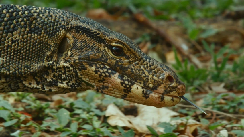 an adult reptile standing on grass next to leaves