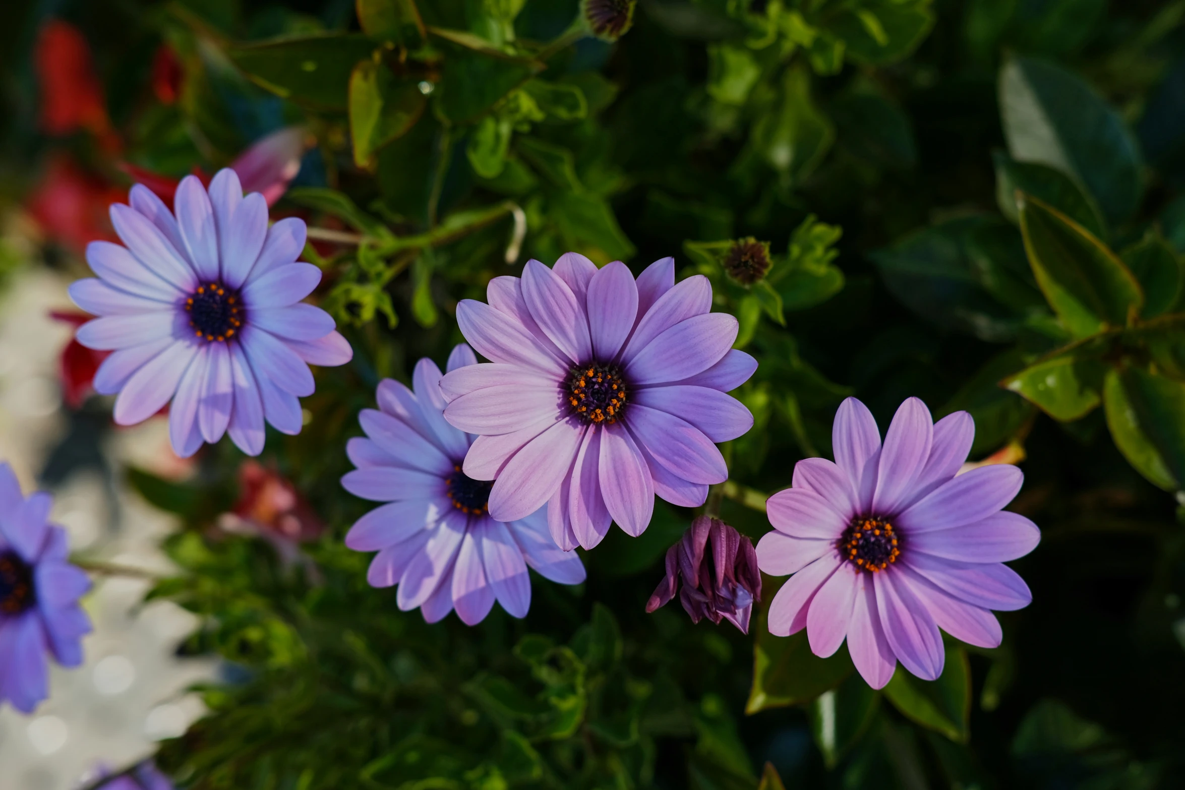 a group of purple flowers in front of green leaves