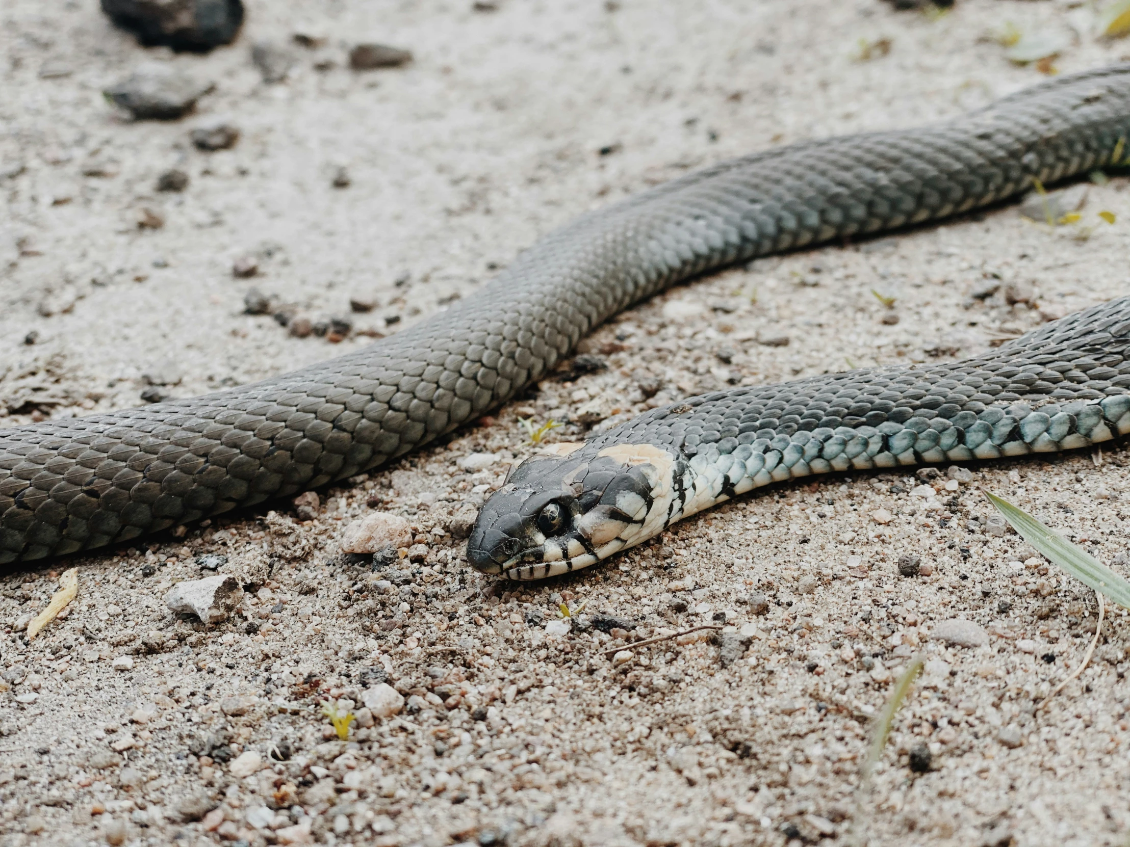 a large snake in the sand with its head under it