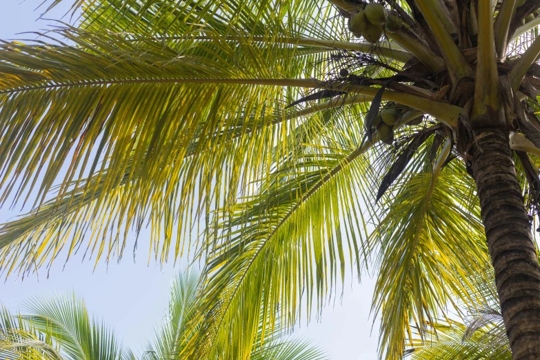 looking up at a palm tree with the sky in the background