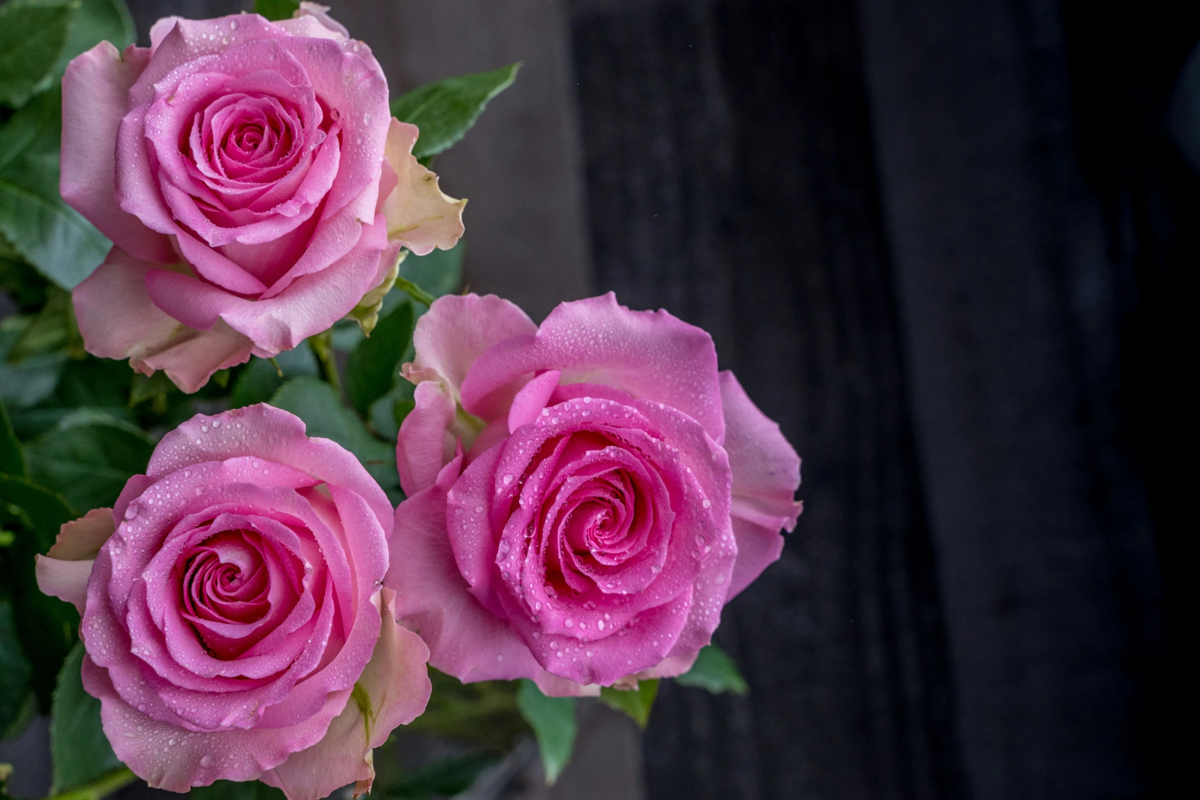 pink flowers with green leaves are shown in this po