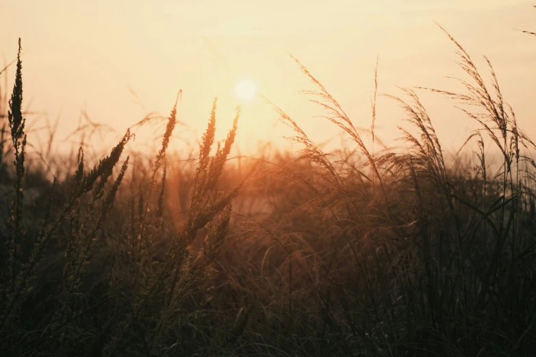 a sun setting in the distance, through tall grasses