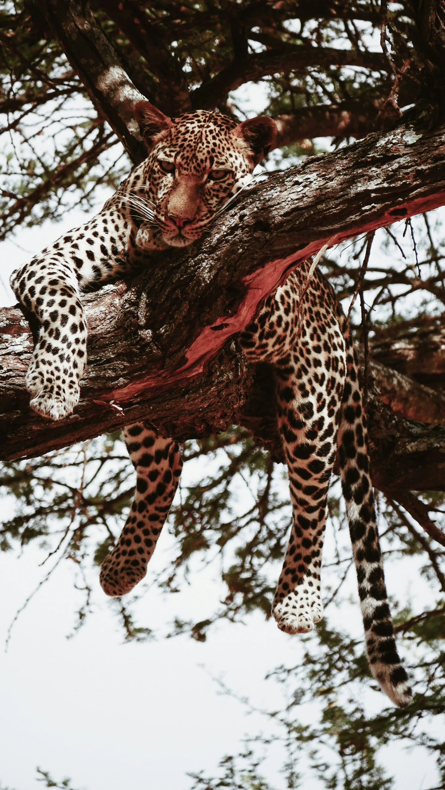 a leopard sits in the nches of a tree