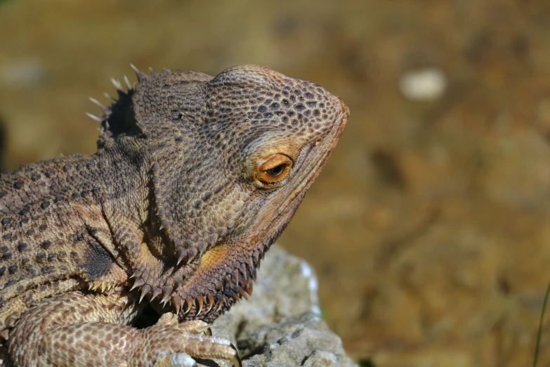 a lizard on a rock in the sun