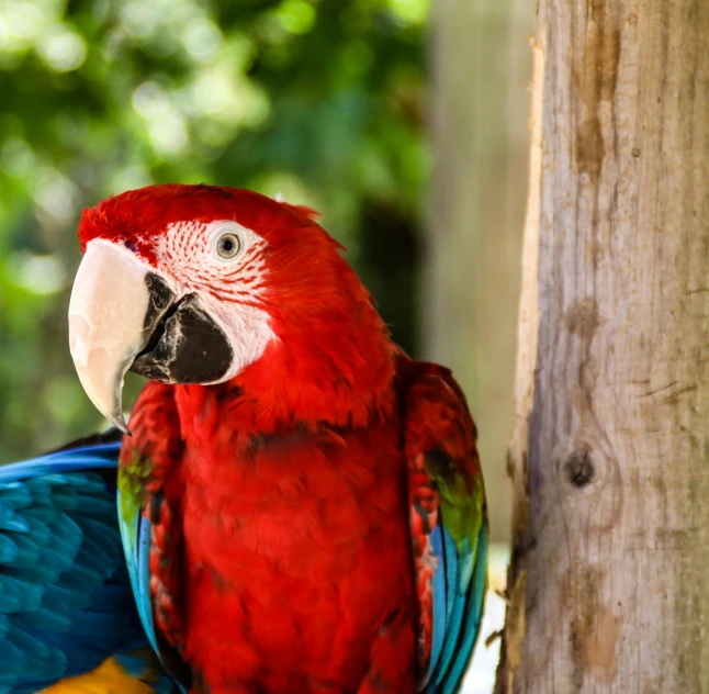 a bird standing next to a tall wooden tree