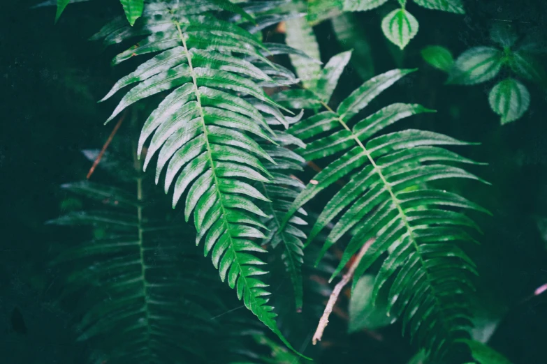 green leaf on the side of tree nches