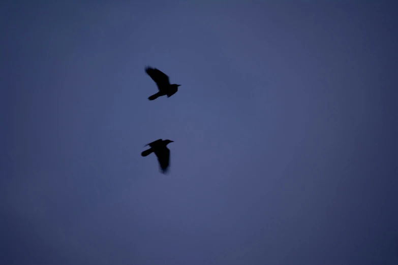 two birds flying overhead with the moon in the distance