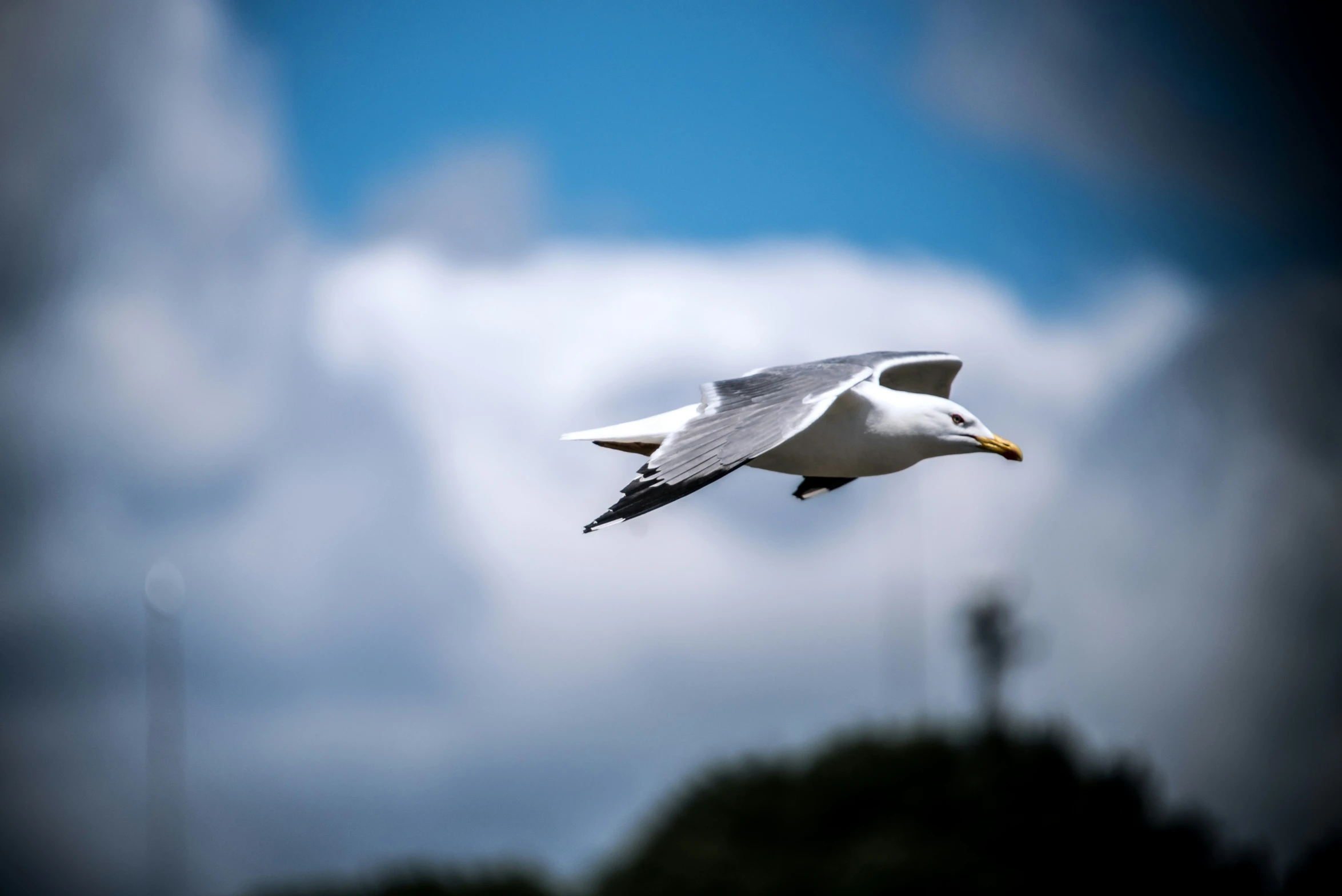 a white bird with it's wings open flies through the sky