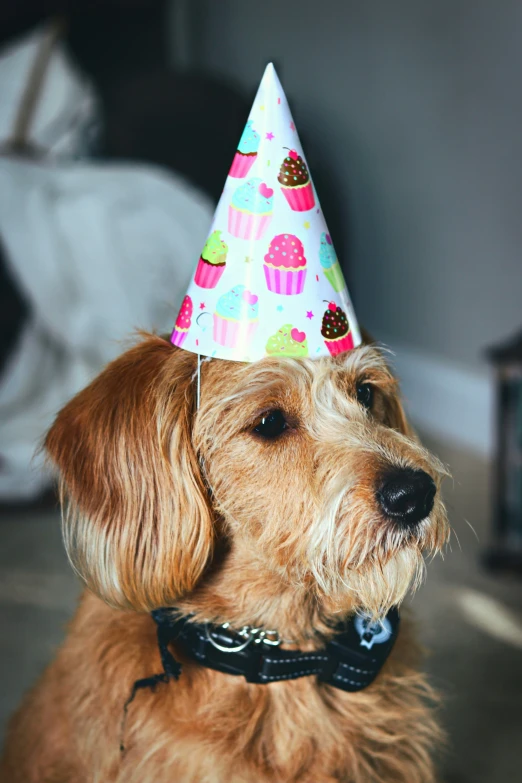 a dog with a birthday hat on it's head