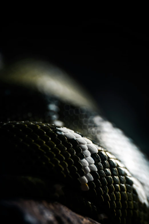 the texture of this snake skin texture has yellow, white, and black accents