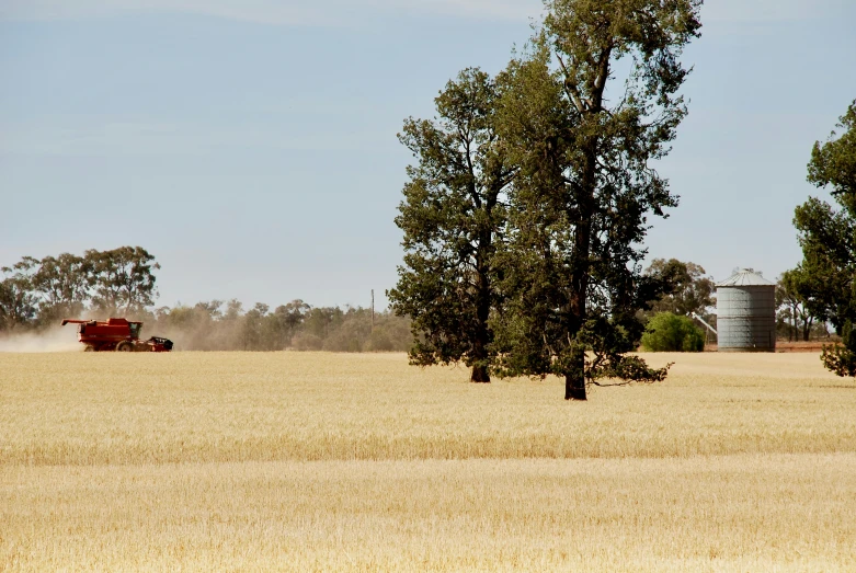 a large field with grain and trees