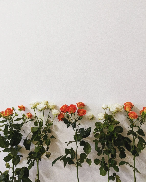 there are different types of orange and white flowers on display