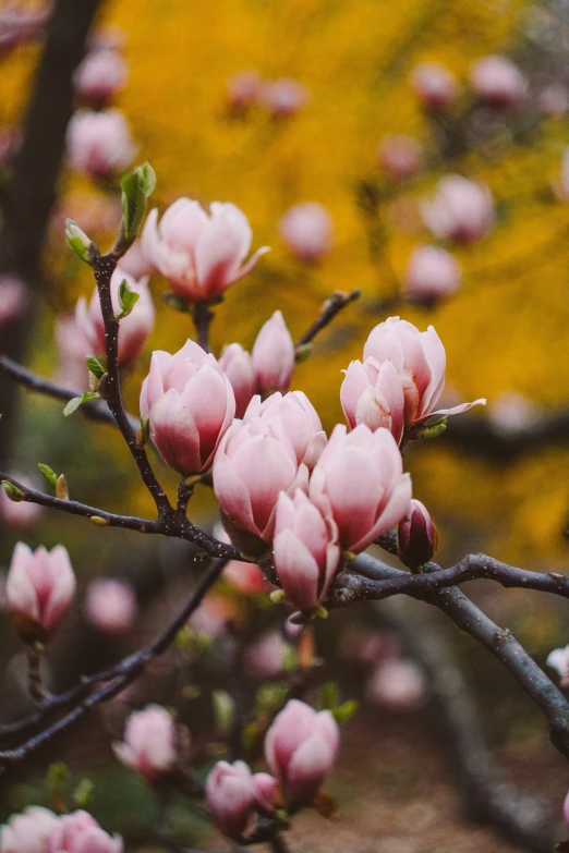 buds blooming from the blossoming nches of an apple tree