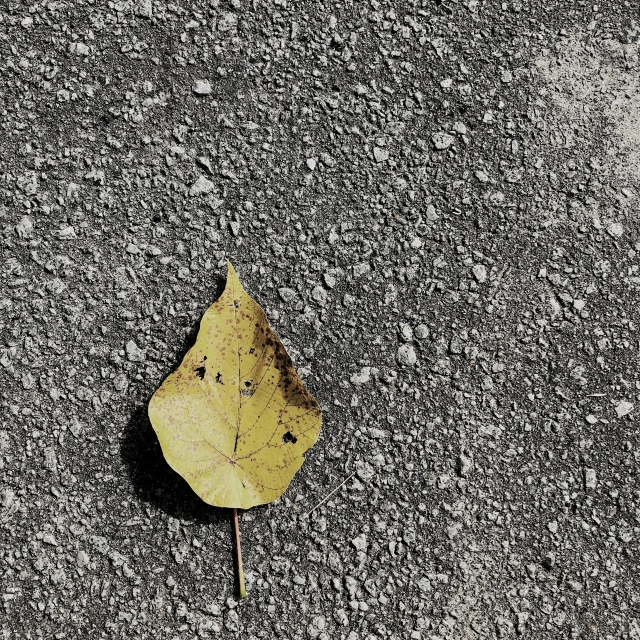 a fallen leaf laying on the sidewalk