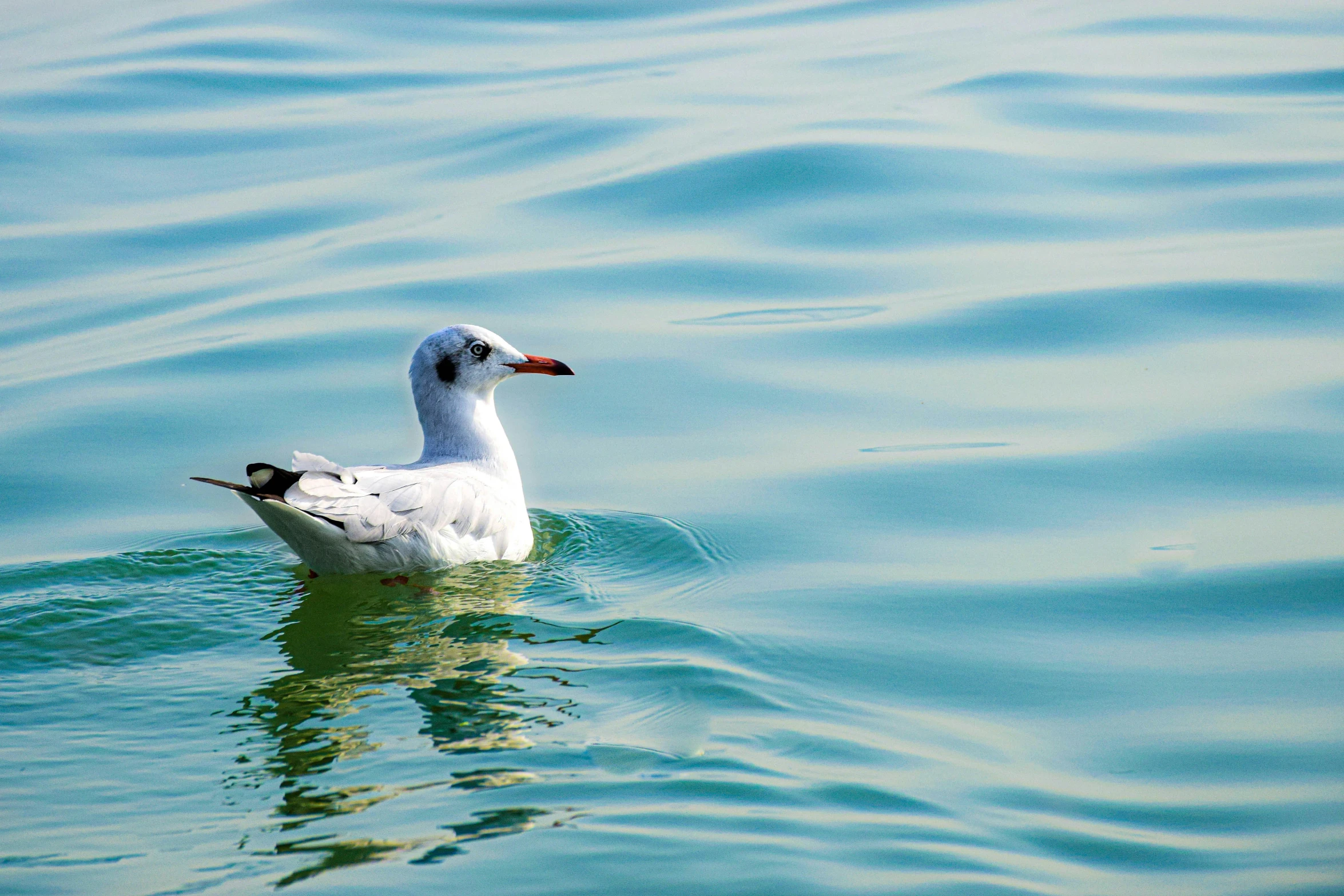 a seagull swimming in a calm lake near the shore