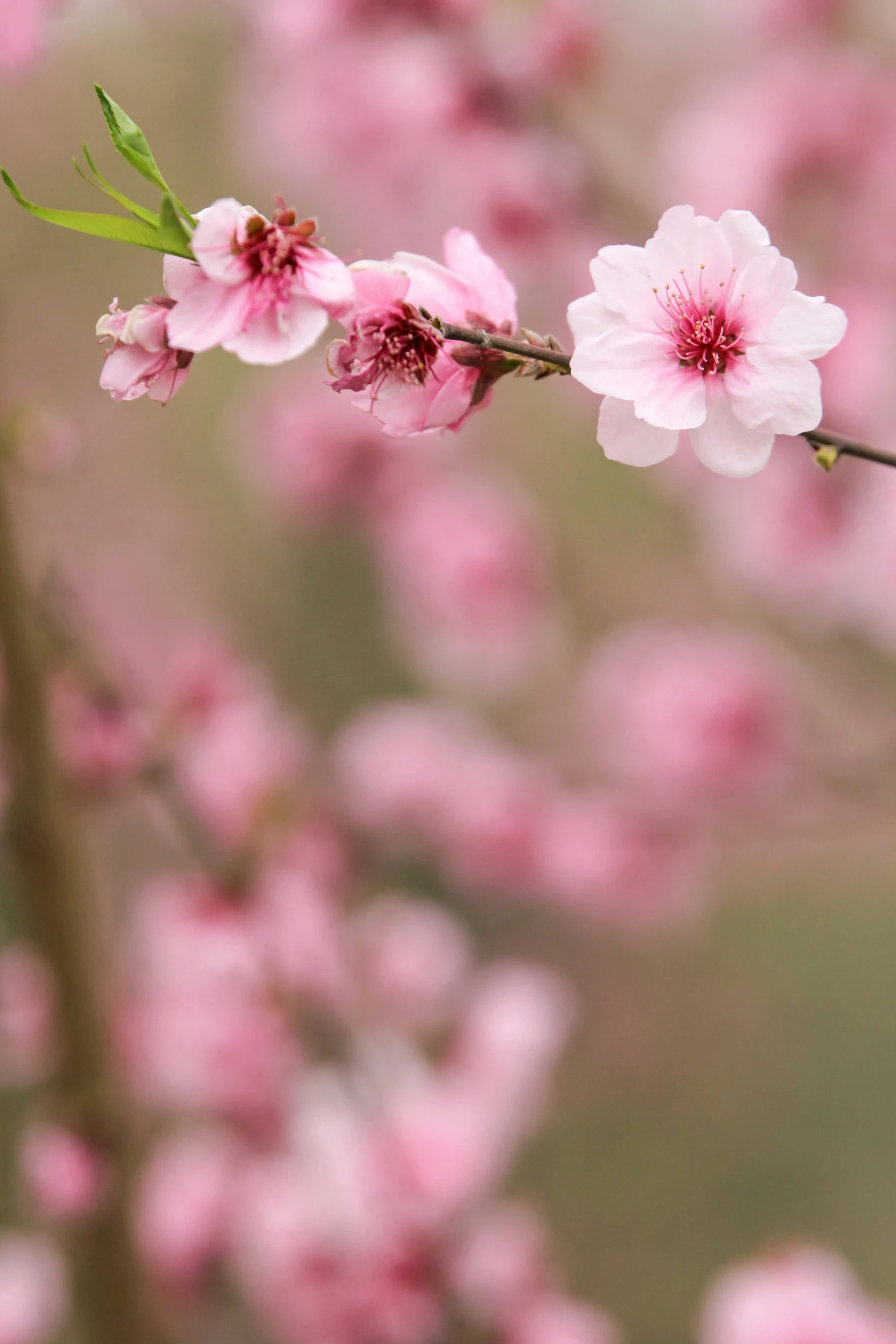 white and pink flowers on a tree nch