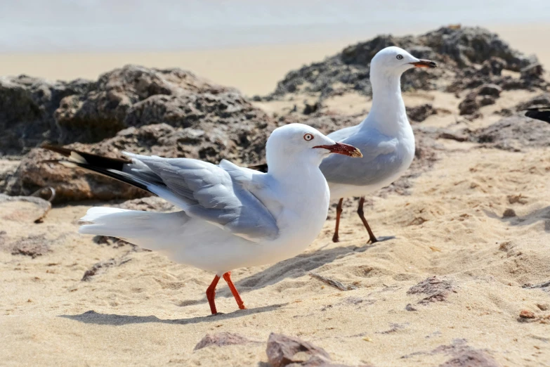 two seagulls are on the sandy beach looking at soing