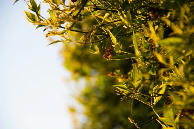 the plant is growing and blooming high in the tree