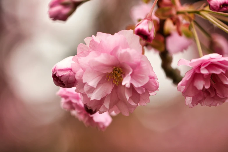 a nch of tree with pink flowers that are almost touching the ground