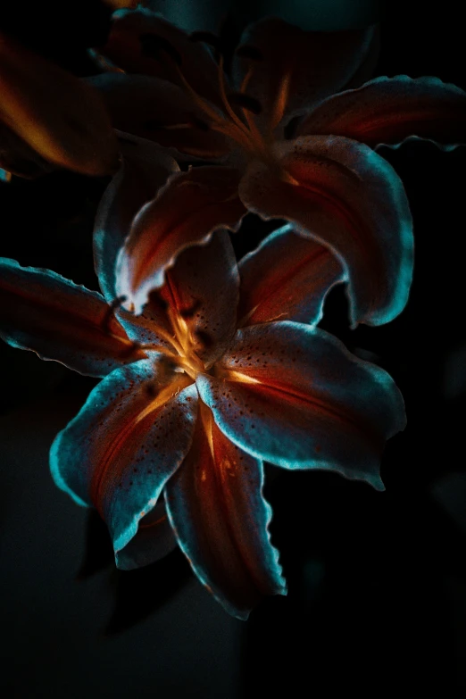 a close - up picture of a lily with its bright light