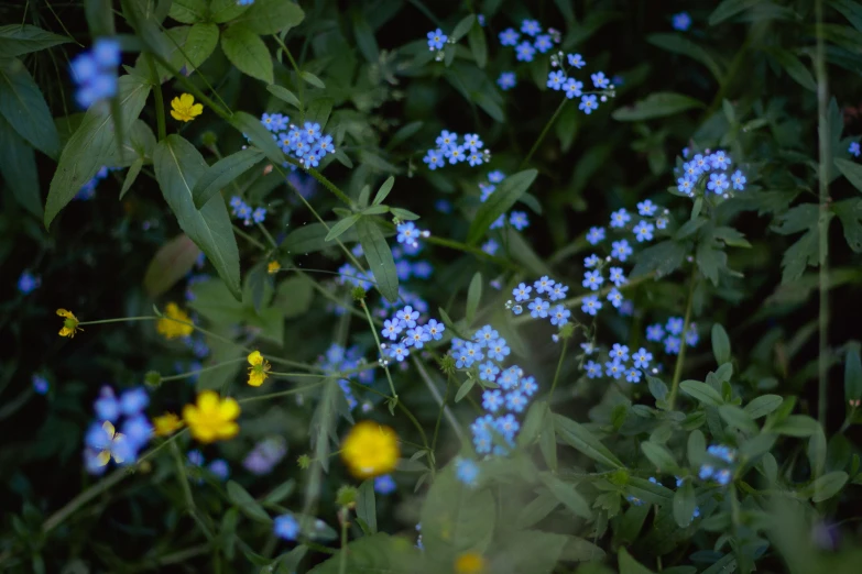 a bunch of blue flowers growing in the middle of some grass