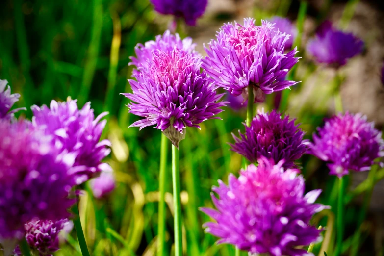 the purple flowers are blooming among the tall green plants