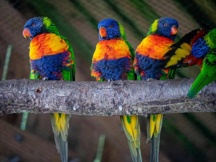 a group of colorful parrots are sitting on the tree