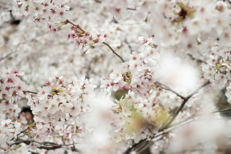 some white pink flowers and some trees