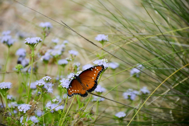 an orange erfly on a small flower by itself