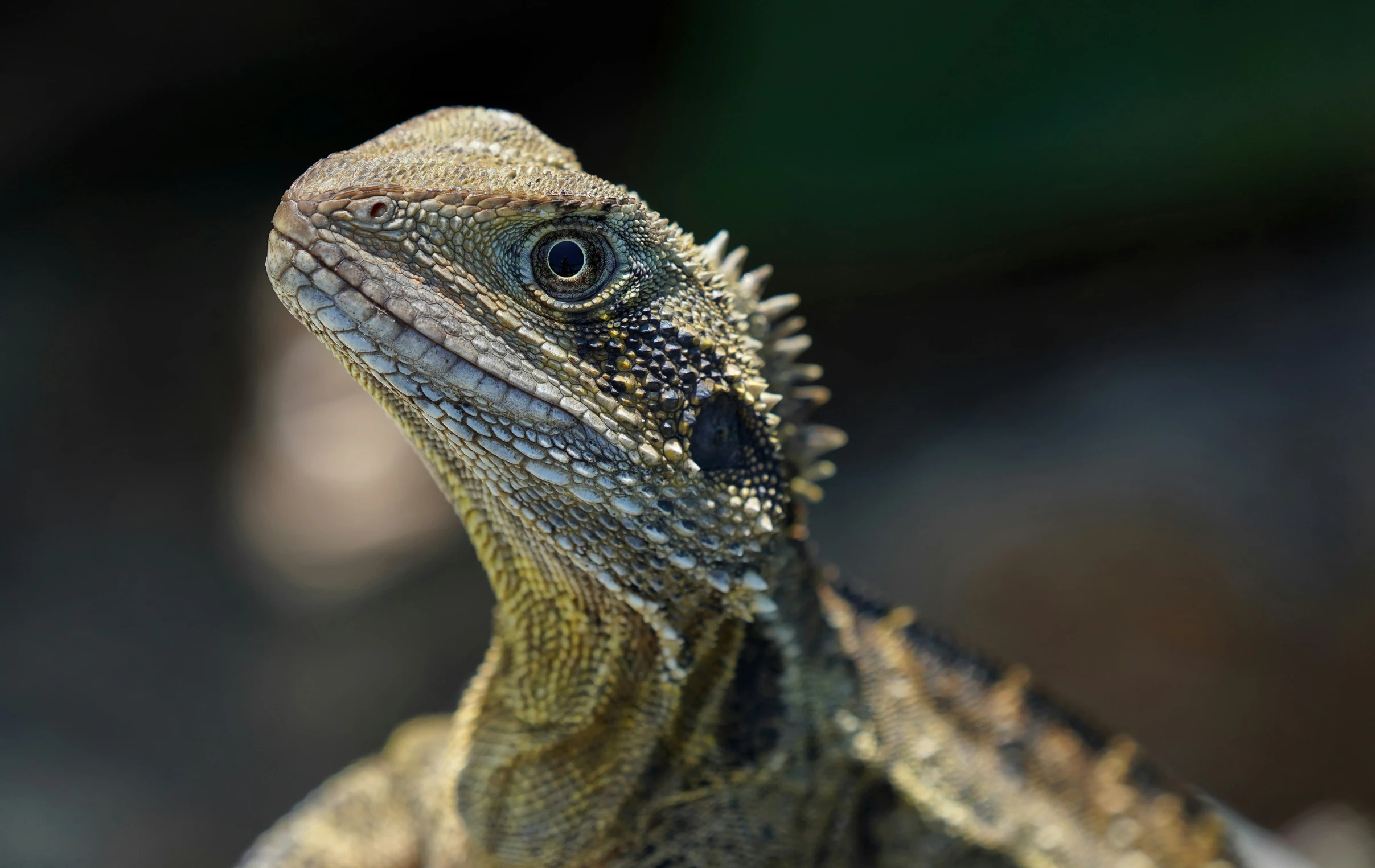 a closeup of a very small lizard