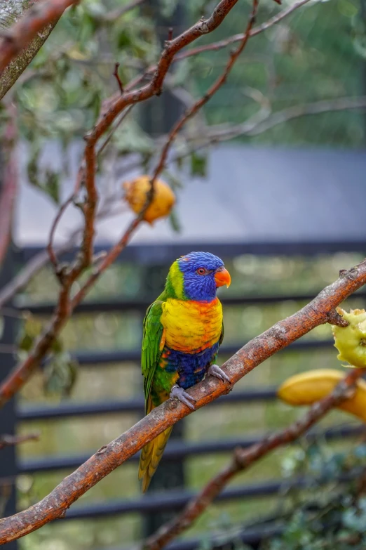 there is a small colorful bird perched on the tree nch