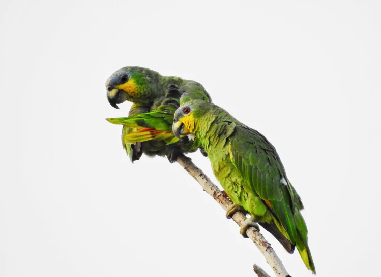 two green birds are perched on the top nch of a tree