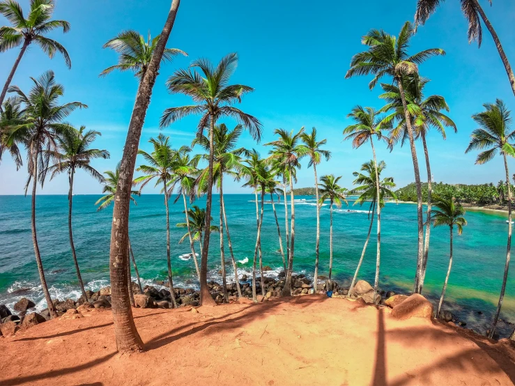 a beach that has lots of palm trees in it