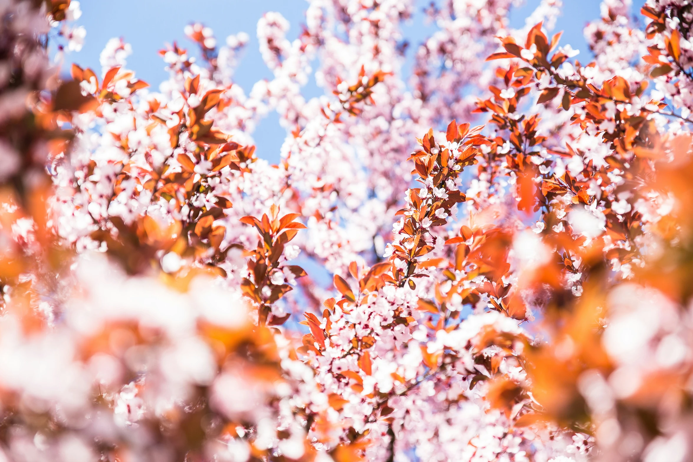 a tree with purple flowers in bloom in the foreground