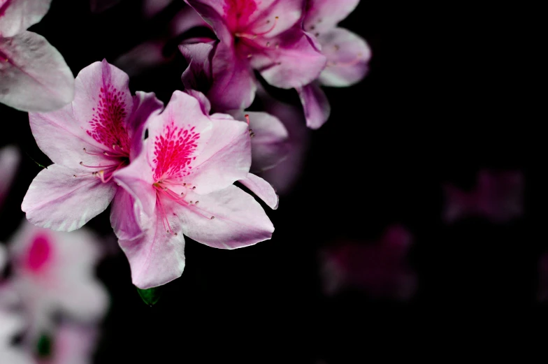 a close up picture of purple flowers with red tips