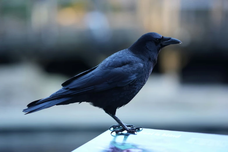 a black bird with an orange beak and a dark black head, on a glass stand