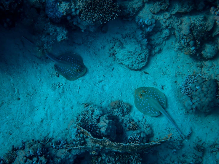 two sting fishes swimming over rocks in the ocean