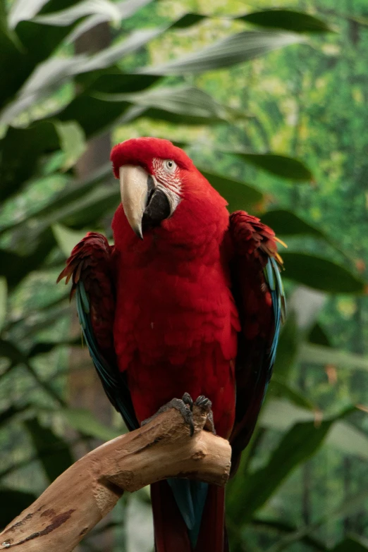 a very bright red bird with colorful feathers sitting on a nch