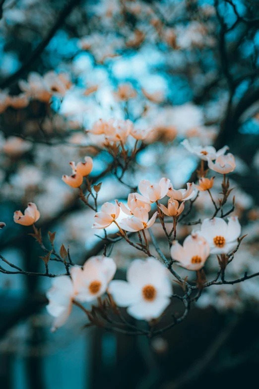 a close up po of a bunch of flowers