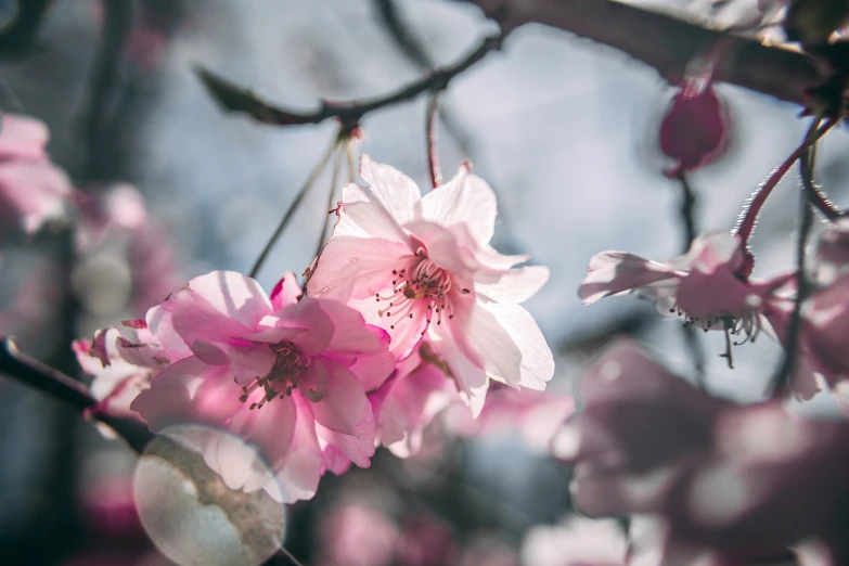 the bright pink blossom on this tree is in bloom