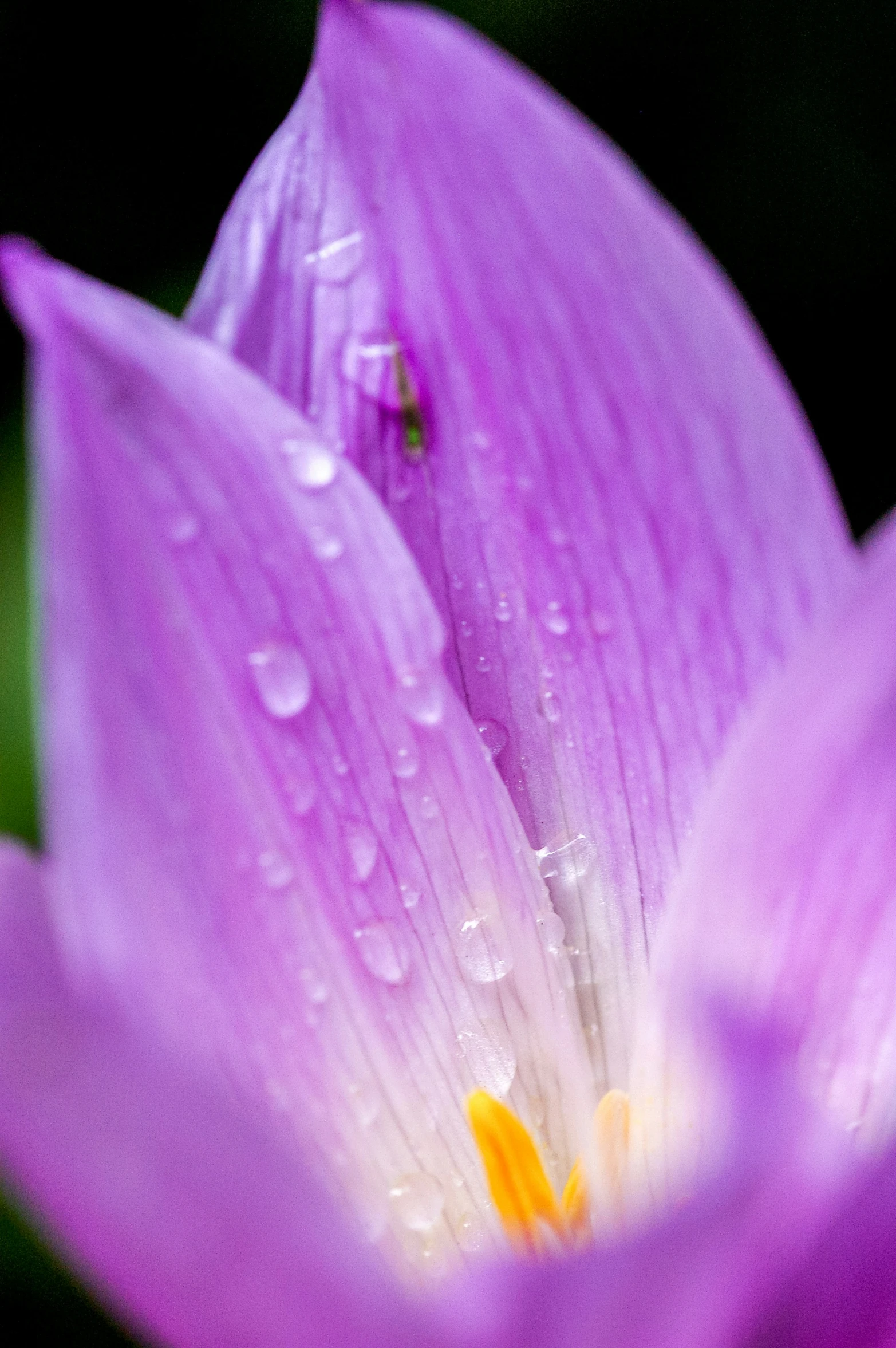 purple flower with dew drops in the middle