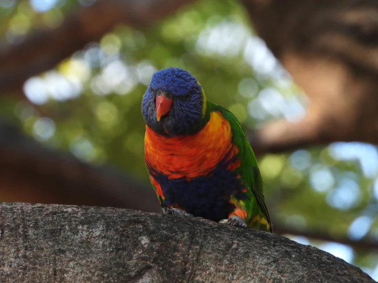 an image of a multi colored bird on the nch